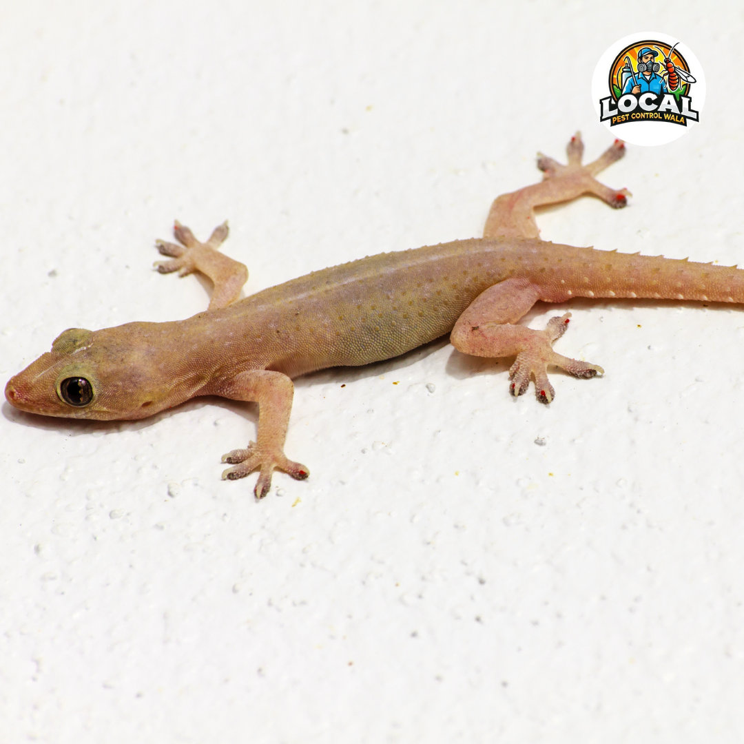 Lizard Control